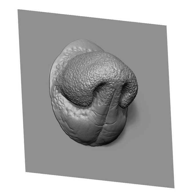 torrent zbrush