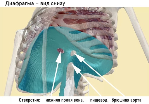 Где находится диафрагма у человека фото симптомы