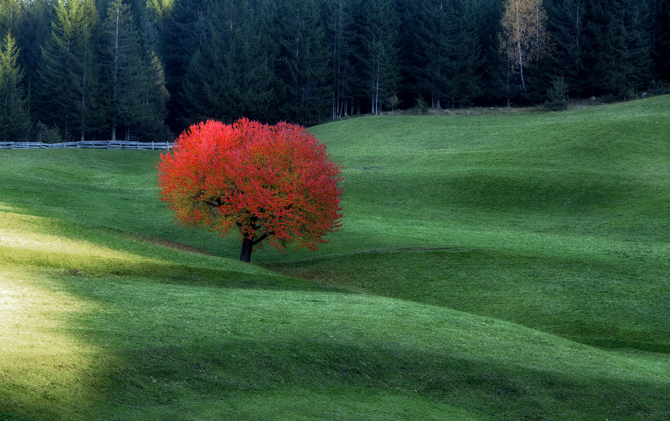 Фото нюансы. Контраст в природе. Цветовой контраст в природе. Контрастное дерево. Композиция природа.